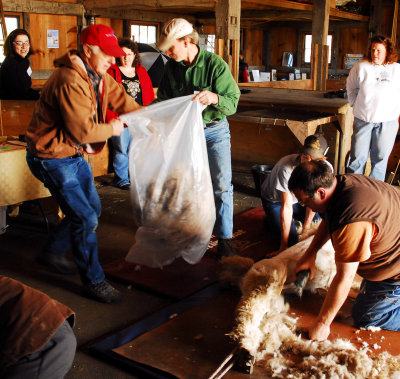 Spring Shearing Time 13