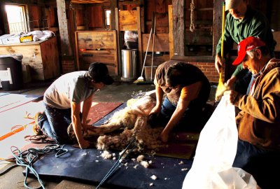 Spring Shearing Time 15