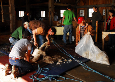 Spring Shearing Time 17