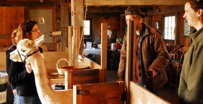 Spring Shearing Time 18