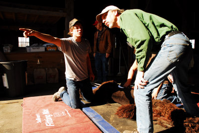 Spring Shearing Time 21