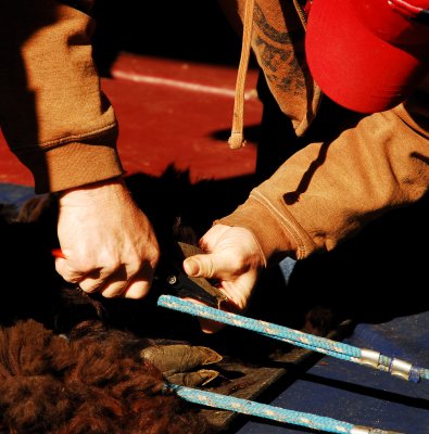 Spring Shearing Time 22