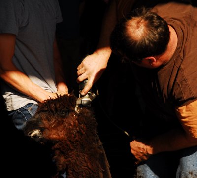 Spring Shearing Time 23