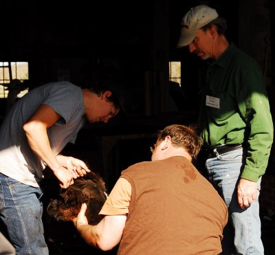 Spring Shearing Time 24