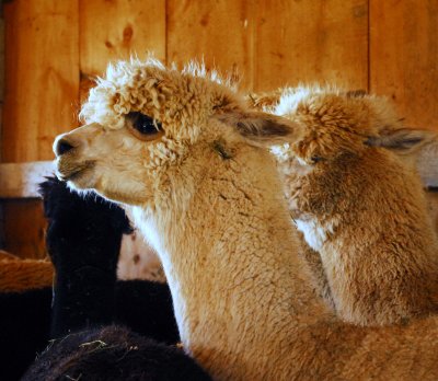 Spring Shearing Time 27