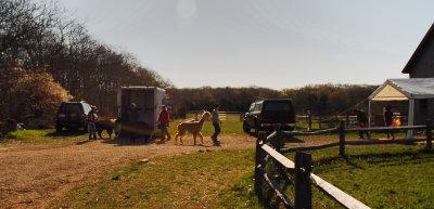 Spring Shearing Time 5
