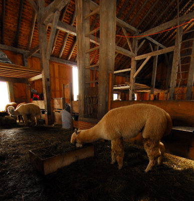 The Barn 2