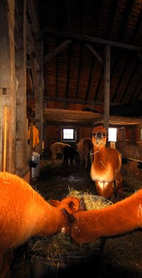 The Barn 4