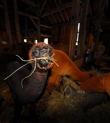 The Barn 5