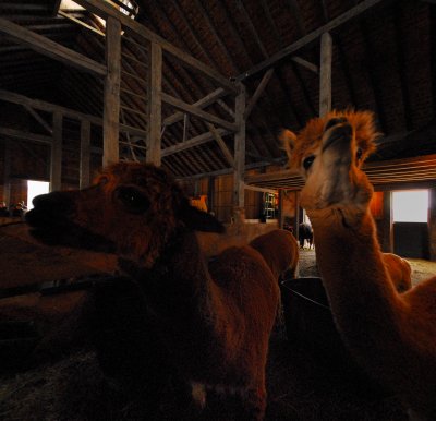 The Barn 7
