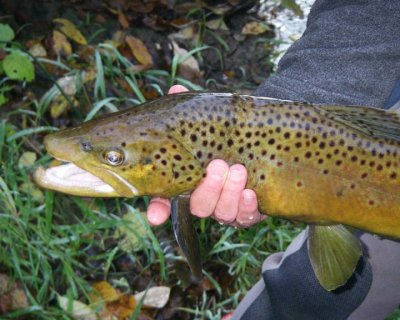 BrownTrout35.jpg