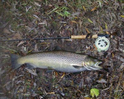 BrownTrout39.jpg