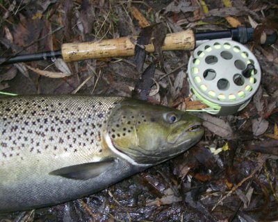 BrownTrout40.jpg