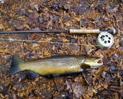 BrownTrout43.jpg