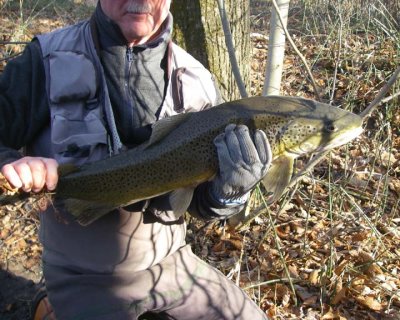 BrownTrout46.jpg