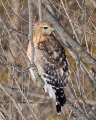 RedShoulderedHawk22.jpg