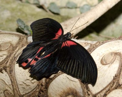 RumanzoviaSwallowtail1R.jpg