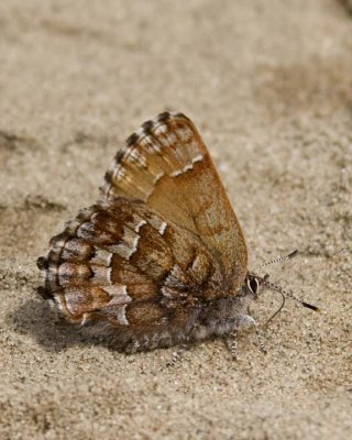 WesternPineElfin6.jpg