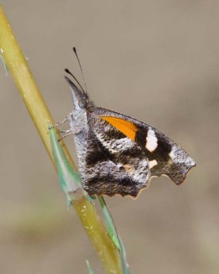 Angle-winged Butterflies