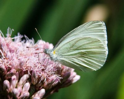 MustardWhiteButterfly7.jpg