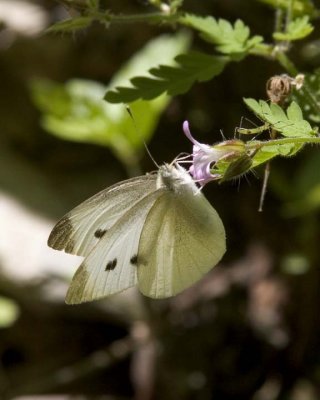 CheckeredWhiteButterfly3.jpg