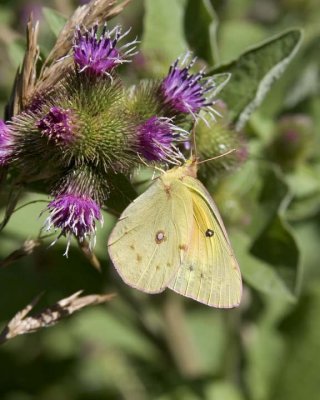 OrangeSulphur32.jpg
