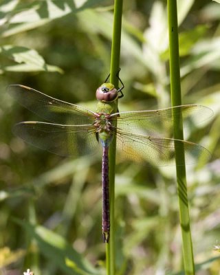 GreenDarner20R.jpg