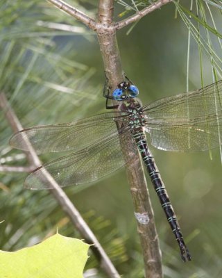SwampDarner1R.jpg