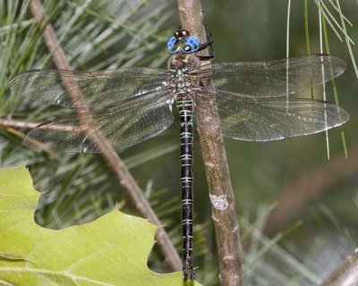 SwampDarner3R.jpg