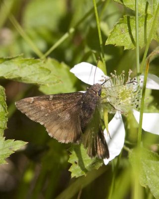 NorthernCloudywing5R.jpg