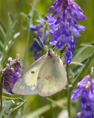 OrangeSulphur37R.jpg