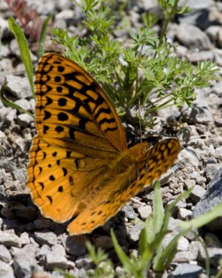 GreatSpangledFritillary25R.jpg