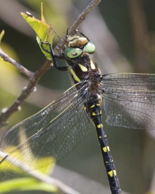 TwinSpottedSpiketail5.jpg