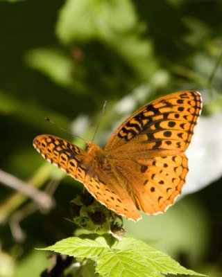 GreatSpangledFritillary27R.jpg