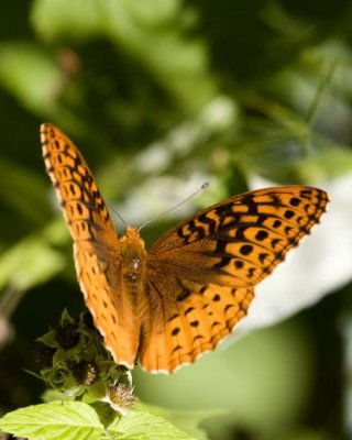 GreatSpangledFritillary28R.jpg