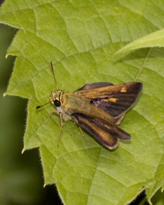 NorthernBrokenDashSkipper2.jpg