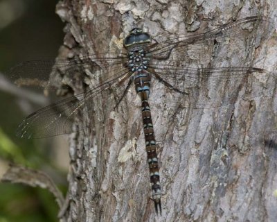 VariableDarner3R.jpg