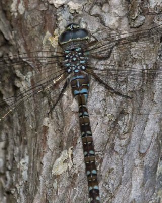 VariableDarner4.jpg