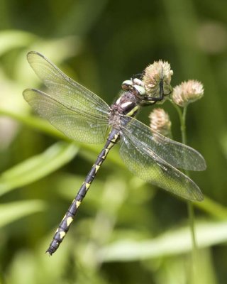 BrownSpiketail2R.jpg