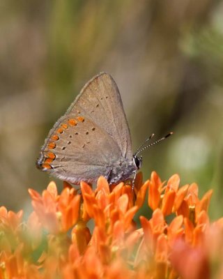 CoralHairstreak12R.jpg