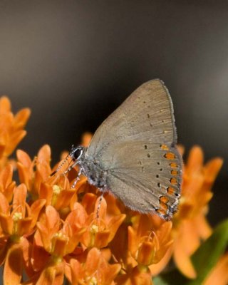 CoralHairstreak14R.jpg