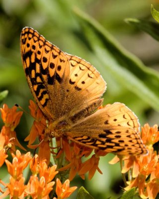 GreatSpangledFritillary36R.jpg