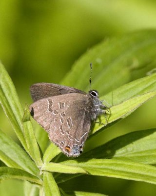 HickoryHairstreak7.jpg