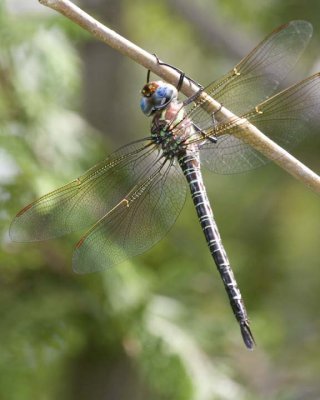 SwampDarner4R.jpg
