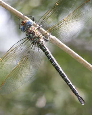 SwampDarner7R.jpg