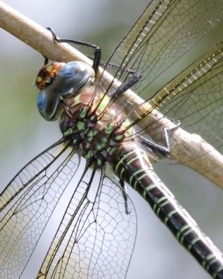SwampDarner8.jpg