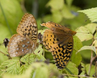 GreatSpangledFritillary38R.jpg