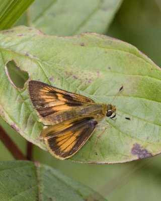 DelawareSkipper3.jpg
