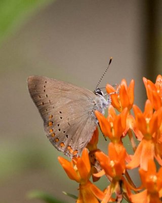 CoralHairstreak21R.jpg