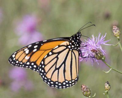 MonarchButterfly81R.jpg